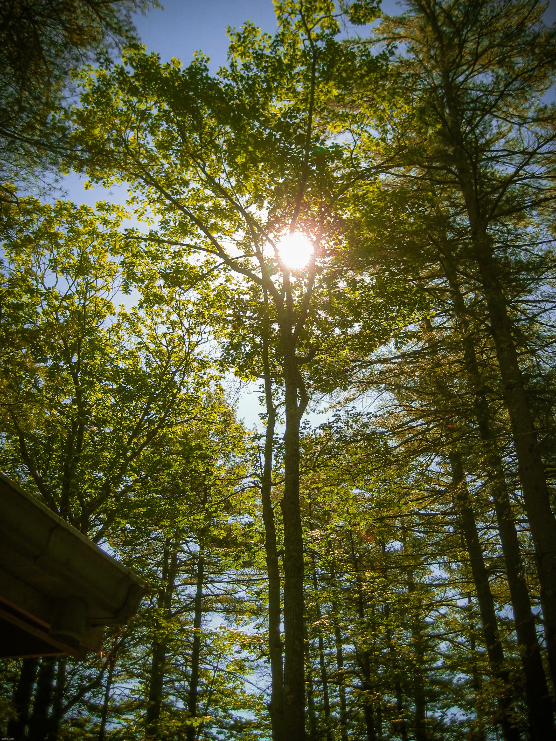 A picture of some trees I took a couple of years while at my family’s lakehouse in New Hampshire | image tagged in share your own photos | made w/ Imgflip meme maker