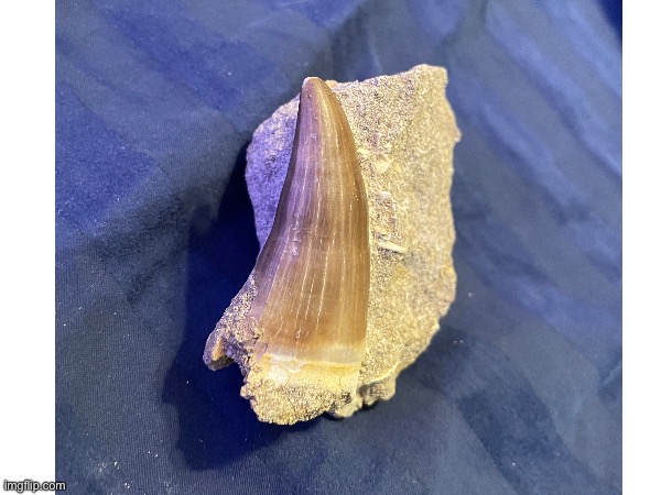 A mosasaur or itchyosaur Tooth | image tagged in dinosaur,tooth,prehistoric | made w/ Imgflip meme maker