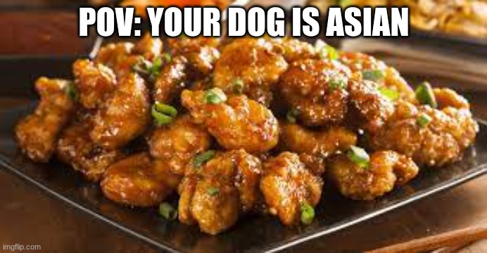 Pov: Your dog is asian | POV: YOUR DOG IS ASIAN | image tagged in asian dog | made w/ Imgflip meme maker