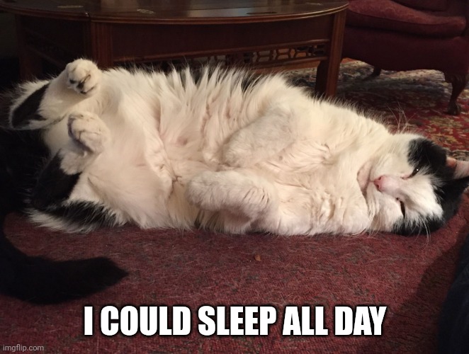 Napping Cat | I COULD SLEEP ALL DAY | image tagged in napping cat | made w/ Imgflip meme maker
