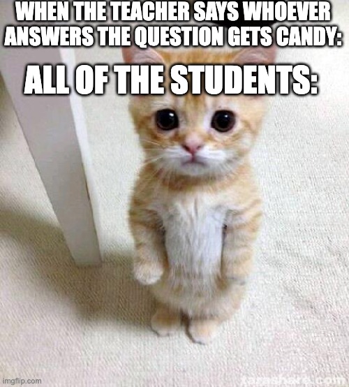 Candy ;-; | WHEN THE TEACHER SAYS WHOEVER ANSWERS THE QUESTION GETS CANDY:; ALL OF THE STUDENTS: | image tagged in memes,cute cat | made w/ Imgflip meme maker