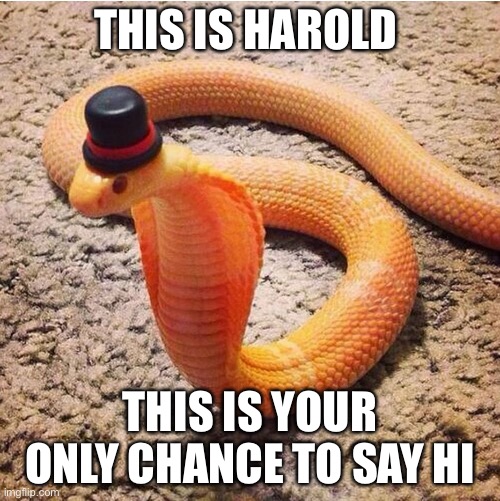 Dapper Snek | THIS IS HAROLD; THIS IS YOUR ONLY CHANCE TO SAY HI | image tagged in dapper snek | made w/ Imgflip meme maker
