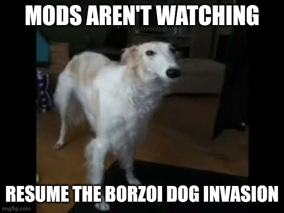 Low quality borzoi dog | MODS AREN'T WATCHING; RESUME THE BORZOI DOG INVASION | image tagged in low quality borzoi dog | made w/ Imgflip meme maker