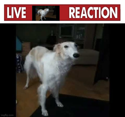 Live borzoi dog reaction | made w/ Imgflip meme maker