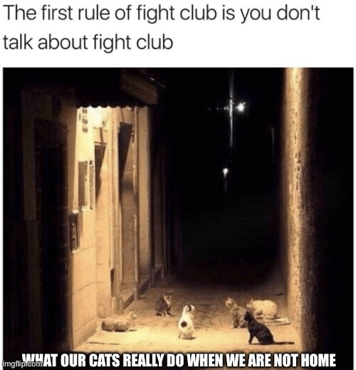 Cat fight club | WHAT OUR CATS REALLY DO WHEN WE ARE NOT HOME | image tagged in cats,cat,funny,fun,fight club | made w/ Imgflip meme maker