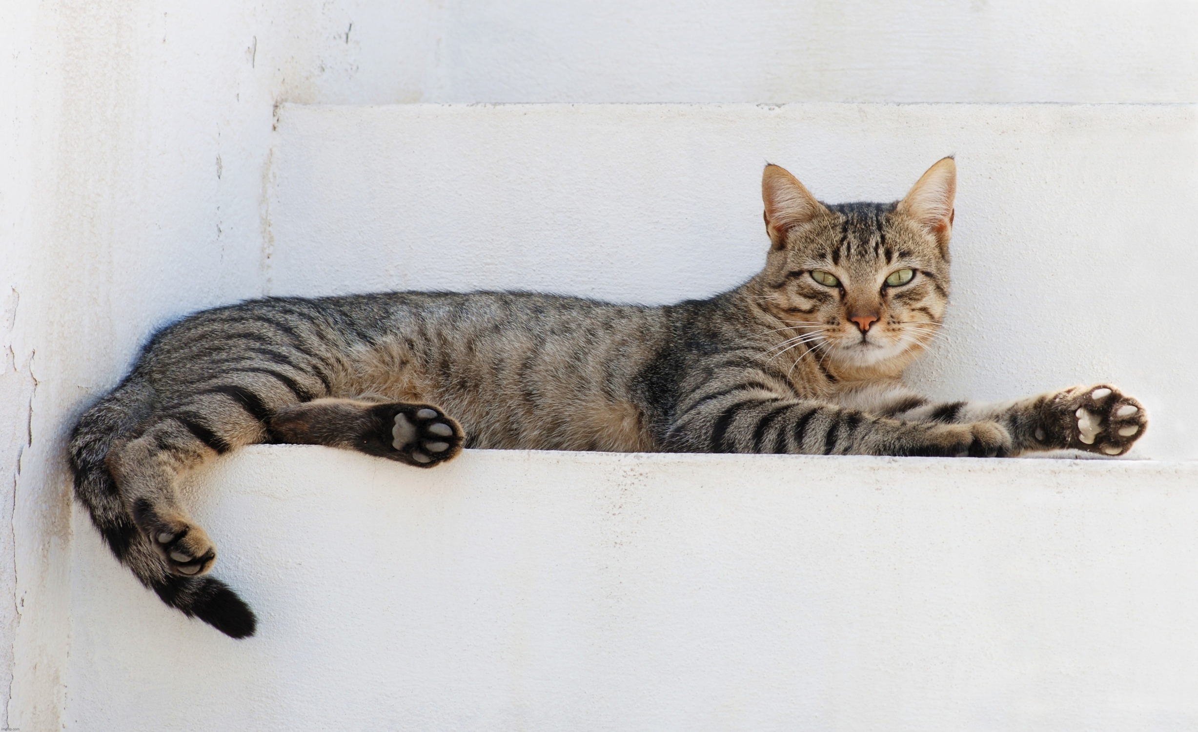 High Quality Lazy cat Blank Meme Template