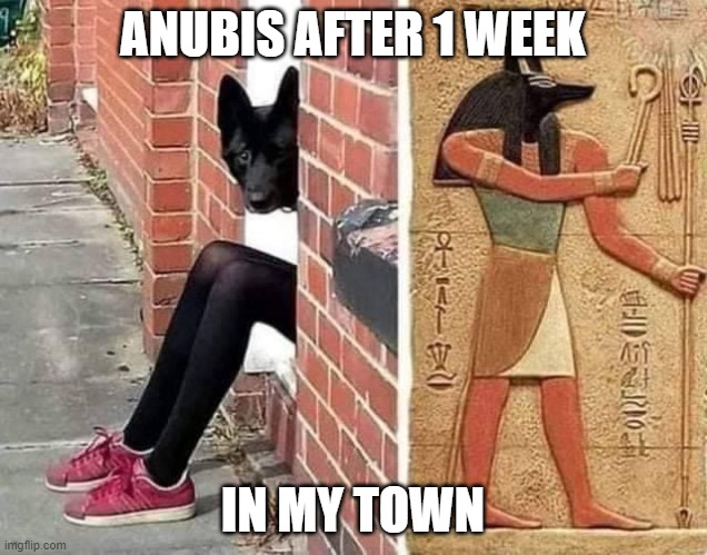 Anubis after 1 week in my town | ANUBIS AFTER 1 WEEK; IN MY TOWN | image tagged in egypt,anubis,meme,mytown | made w/ Imgflip meme maker