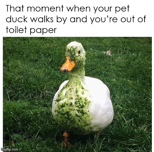 Pet Duck Memes Funny Duck In Sunglasses In Trendy Style On Colorful