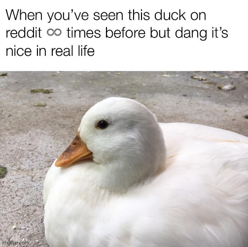 Image tagged in ducks,reddit,repost,memes,funny,quack - Imgflip
