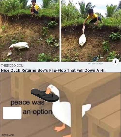 Duck or goose | image tagged in repost,ducks,memes,funny,nice,peace was never an option | made w/ Imgflip meme maker