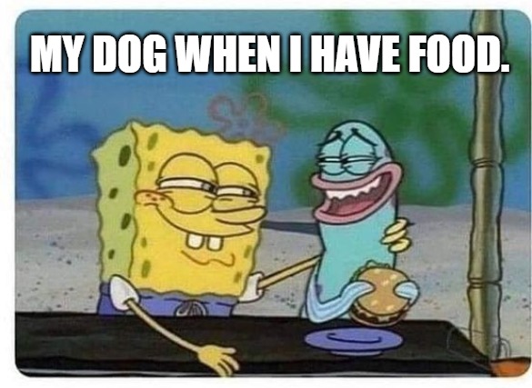 MY DOG WHEN I HAVE FOOD. | made w/ Imgflip meme maker