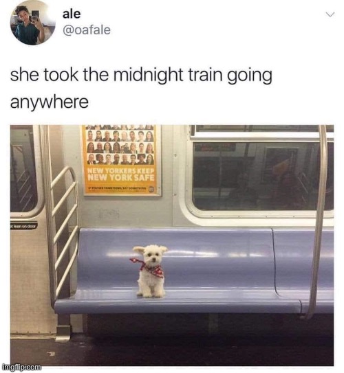 :) | image tagged in dogs,train,wholesome,memes,wholesome content,funny | made w/ Imgflip meme maker
