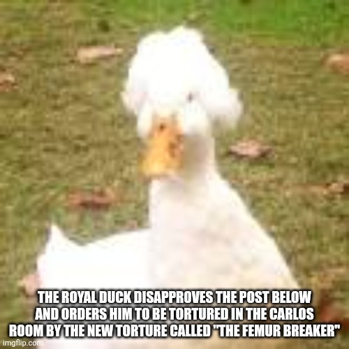 THE ROYAL DUCK DISAPPROVES THE POST BELOW AND ORDERS HIM TO BE TORTURED IN THE CARLOS ROOM BY THE NEW TORTURE CALLED "THE FEMUR BREAKER" | made w/ Imgflip meme maker