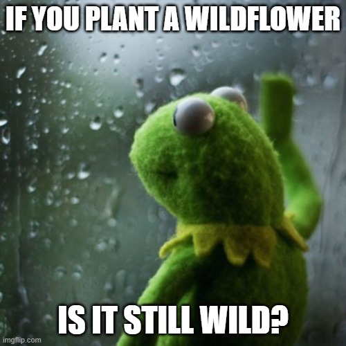 if you plant a wildflower | IF YOU PLANT A WILDFLOWER; IS IT STILL WILD? | image tagged in sometimes i wonder | made w/ Imgflip meme maker