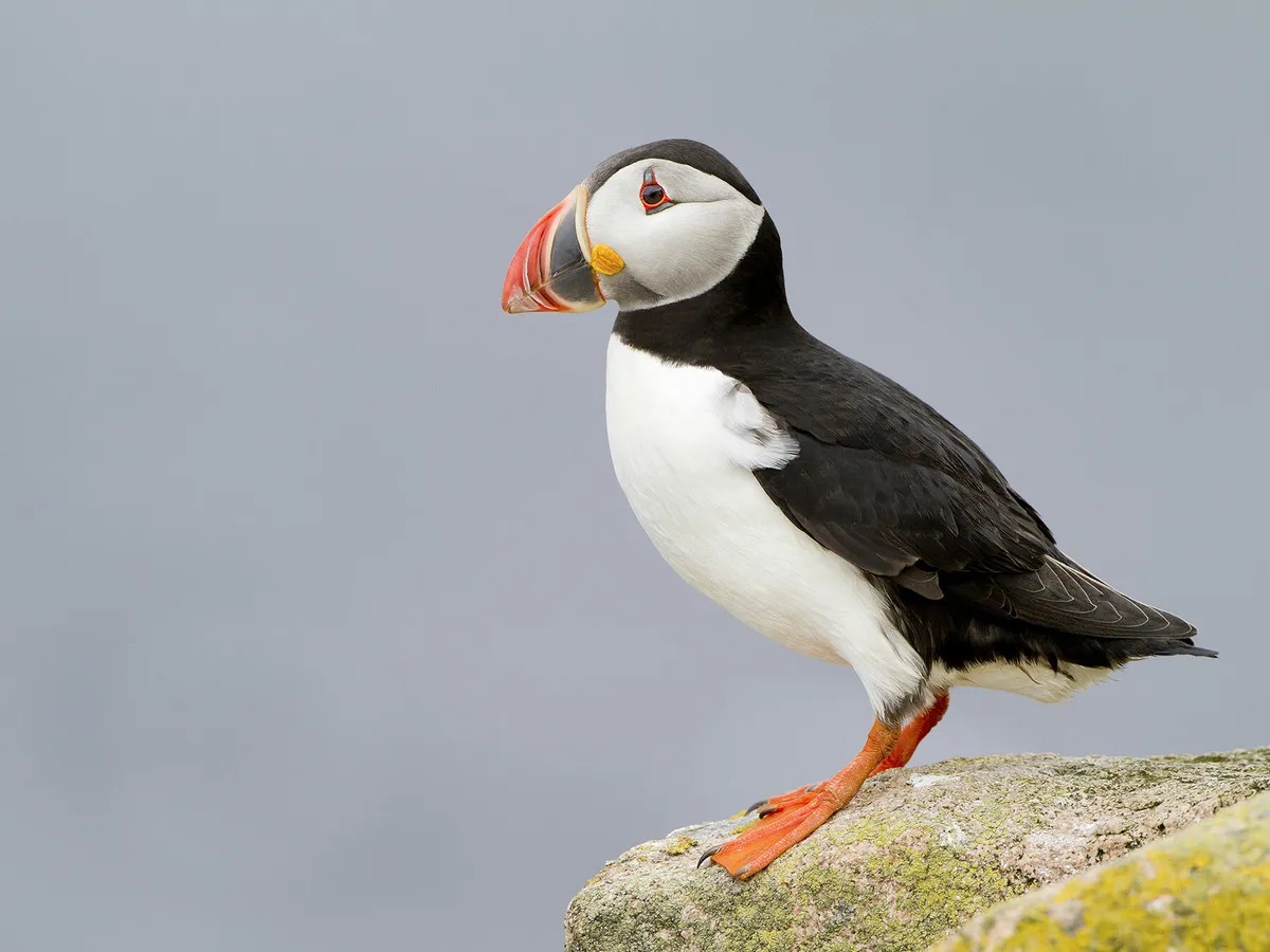 High Quality Puffin Blank Meme Template