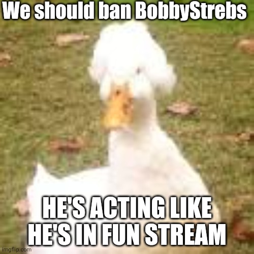 The royal duck | We should ban BobbyStrebs; HE'S ACTING LIKE HE'S IN FUN STREAM | image tagged in the royal duck | made w/ Imgflip meme maker