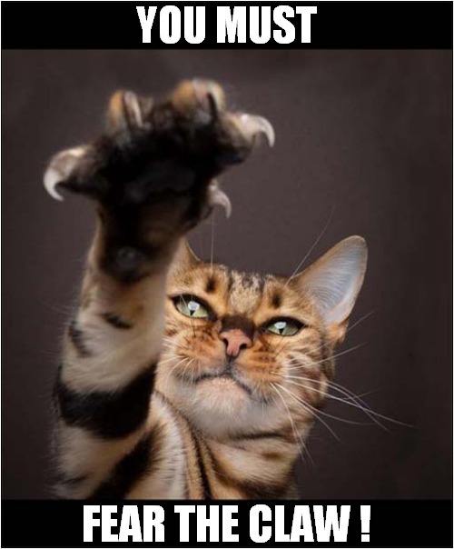 I Would Listen To This Cat ! | YOU MUST; FEAR THE CLAW ! | image tagged in cats,fear,claw | made w/ Imgflip meme maker