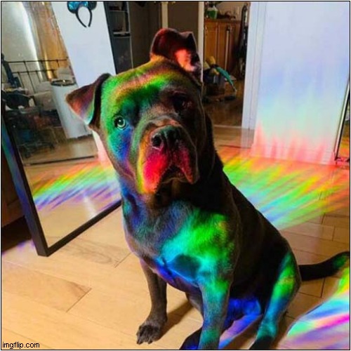 Let There Be Light ! | image tagged in dogs,light,spectrum | made w/ Imgflip meme maker