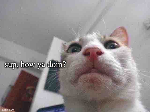 Sup cat | sup, how ya doin? | image tagged in cat,low_quality,sup | made w/ Imgflip meme maker