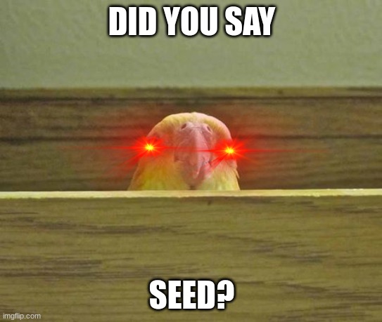 The Birb | DID YOU SAY; SEED? | image tagged in the birb | made w/ Imgflip meme maker