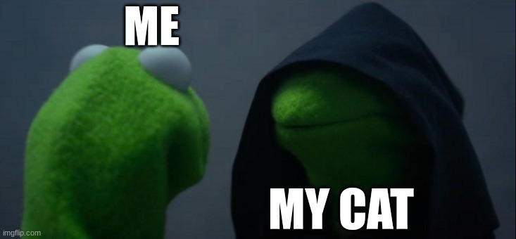 Evil Kermit | ME; MY CAT | image tagged in memes,evil kermit | made w/ Imgflip meme maker