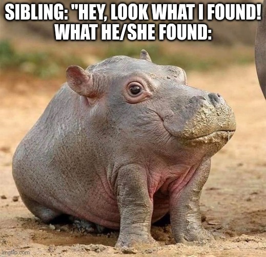 Siblings bring home the weirdest things... can anyone else relate? | SIBLING: "HEY, LOOK WHAT I FOUND!
WHAT HE/SHE FOUND: | image tagged in weird,siblings | made w/ Imgflip meme maker