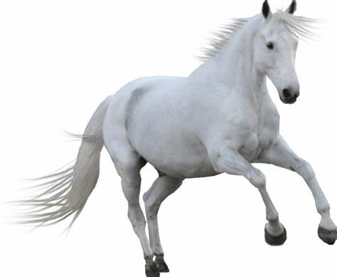 white horse Blank Meme Template