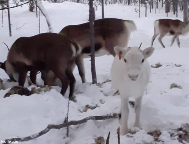 The reindeers of my family. | made w/ Imgflip meme maker