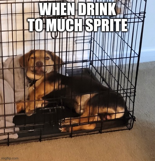 drunk ass dog | WHEN DRINK TOO MANY SPRITES | image tagged in drunk ass dog | made w/ Imgflip meme maker