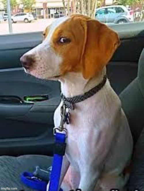 side eye doggie | image tagged in side eye doggie | made w/ Imgflip meme maker