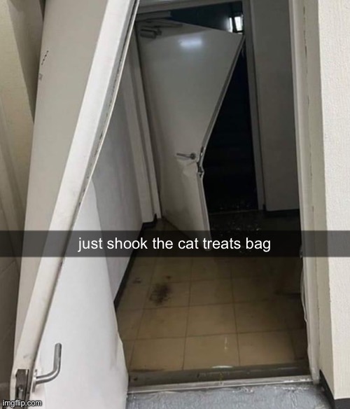 every time | just shook the cat treats bag | image tagged in lol,cats,funny,why are you reading this | made w/ Imgflip meme maker