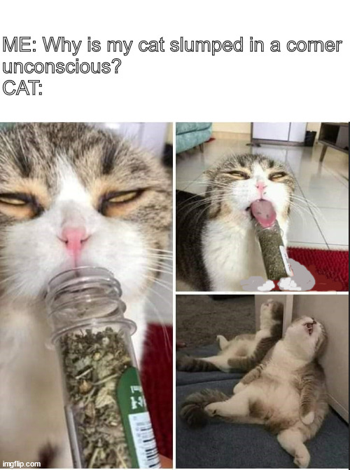 A nip too far | ME: Why is my cat slumped in a corner
unconscious?
CAT: | image tagged in memes,dark fun | made w/ Imgflip meme maker