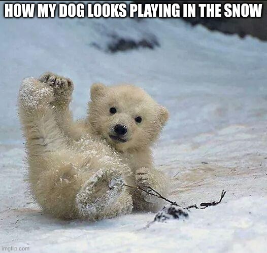 Help I've fallen and I can't get up | HOW MY DOG LOOKS PLAYING IN THE SNOW | image tagged in help i've fallen and i can't get up,pets | made w/ Imgflip meme maker