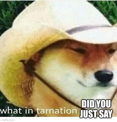 what in tarnation | DID YOU JUST SAY | image tagged in what in tarnation | made w/ Imgflip meme maker