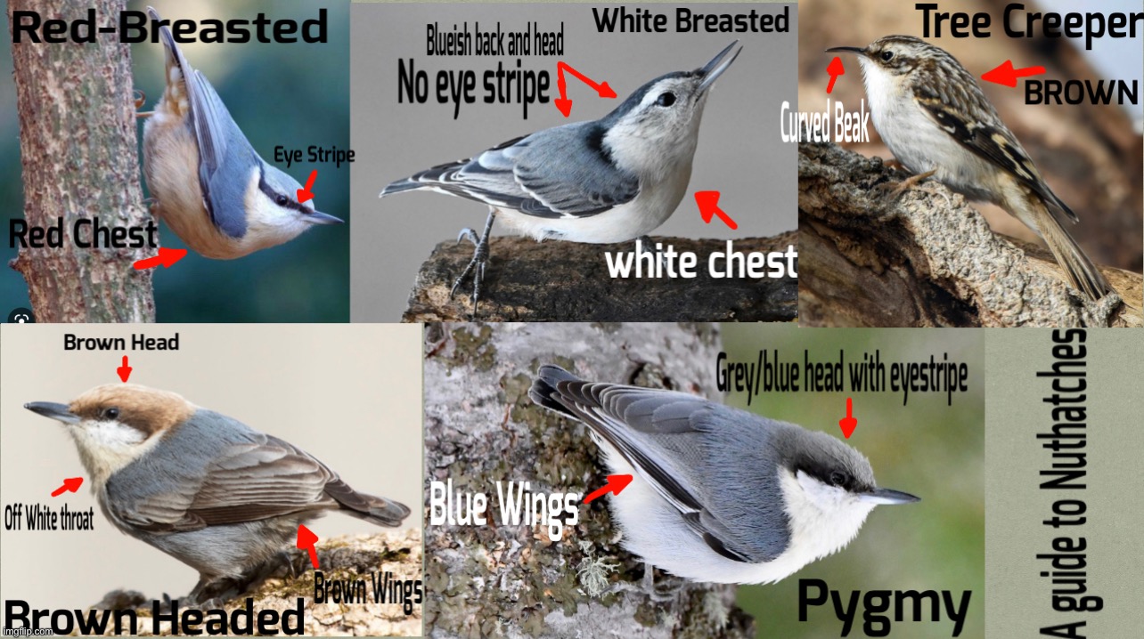 A Guide to USA Nuthatch Species | made w/ Imgflip meme maker