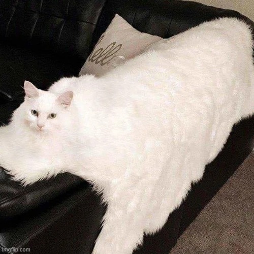 L O N G C A T | image tagged in cats,long,surreal,memes,funny,animals | made w/ Imgflip meme maker