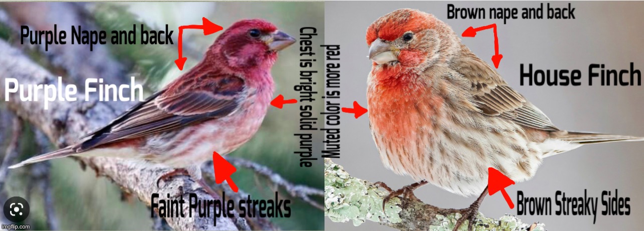 House Finch VS Purple Finch (Purple finch purple House Finch Red) | image tagged in bird id | made w/ Imgflip meme maker