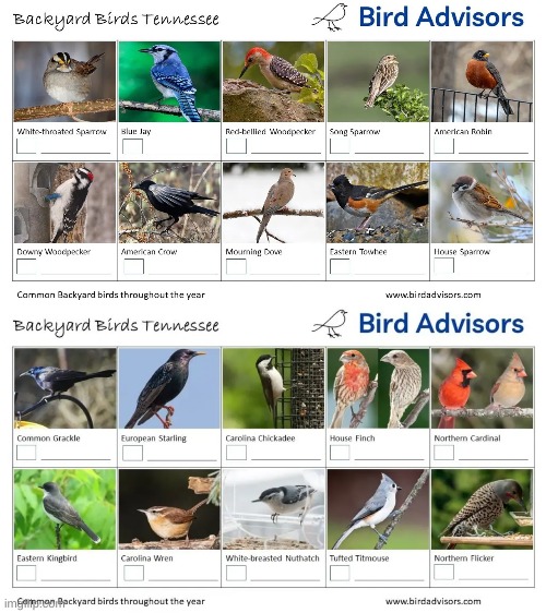 Birds in Tennessee | image tagged in tennessee,birds | made w/ Imgflip meme maker