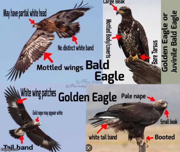 Juv. Bald Eagle VS Golden Eagle | made w/ Imgflip meme maker