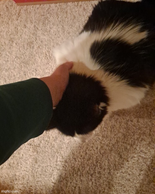 I'm over here stroking my cat I got my hands on my cat | made w/ Imgflip meme maker