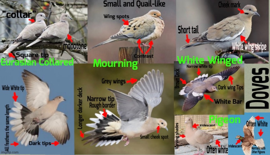 Doves (and weirdly colored pigeons) of the US | image tagged in bird id | made w/ Imgflip meme maker