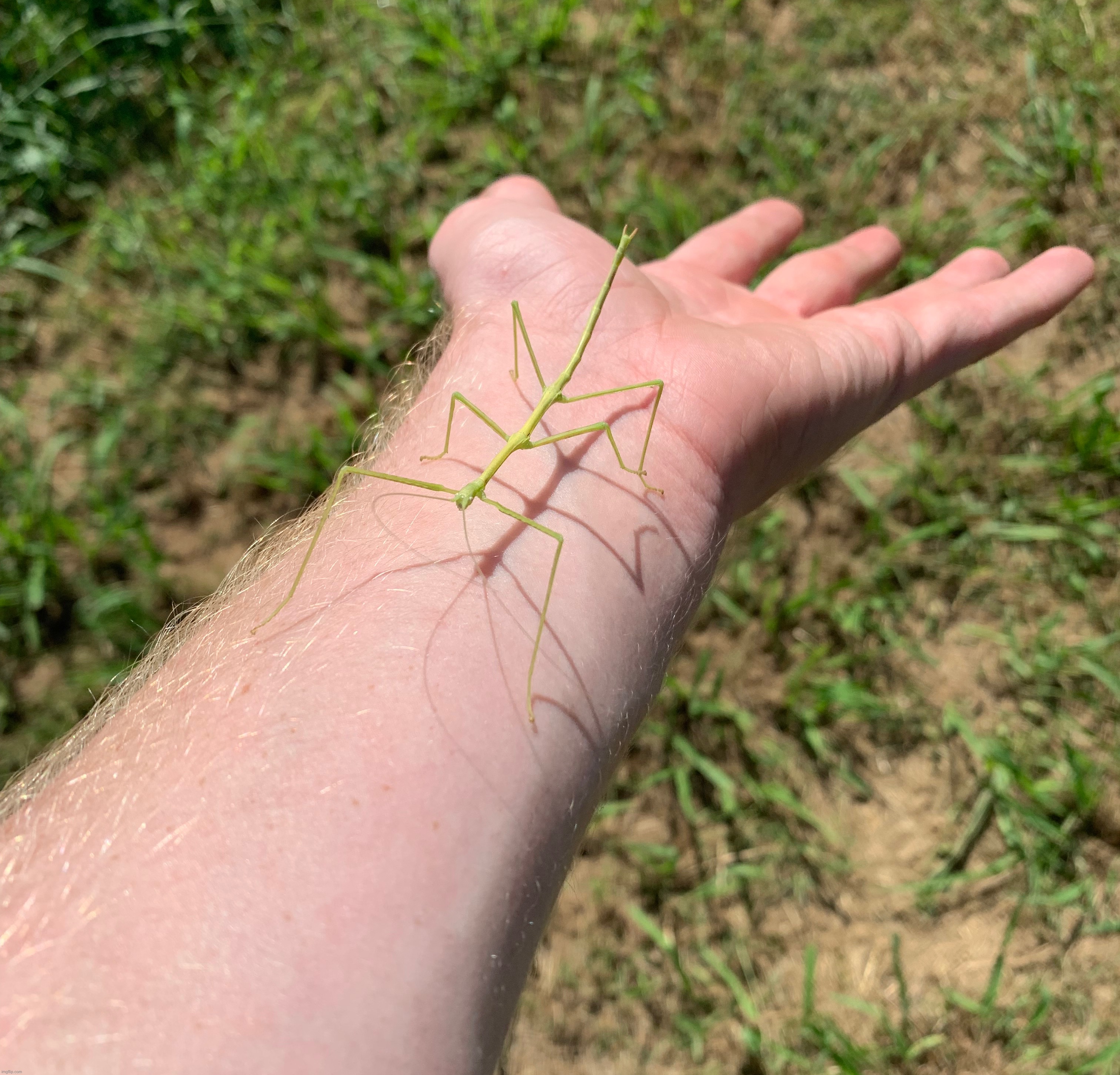 The silly | made w/ Imgflip meme maker