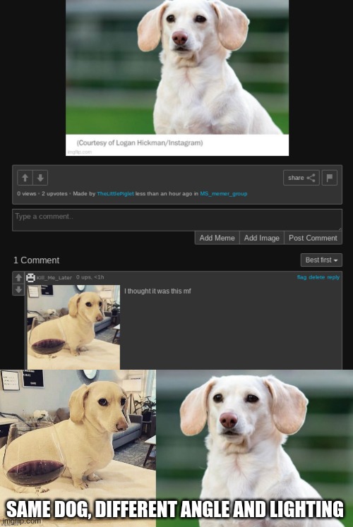 SAME DOG, DIFFERENT ANGLE AND LIGHTING | made w/ Imgflip meme maker