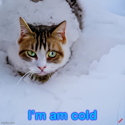 Snow. It rains, and the rain turns to ice. Everything melts and then refreezes as even more ice. THE ENTIRE GROUND IS COVERED IN | I’m am cold | image tagged in winter,cat,snow,cold,rain | made w/ Imgflip meme maker