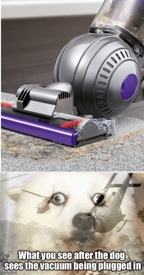 What you see after the dog  sees the vacuum being plugged in | image tagged in dyson ball cleaner,ptsd dog | made w/ Imgflip meme maker