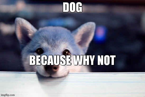 nobody: the front page be like | DOG; BECAUSE WHY NOT | image tagged in cute dog | made w/ Imgflip meme maker