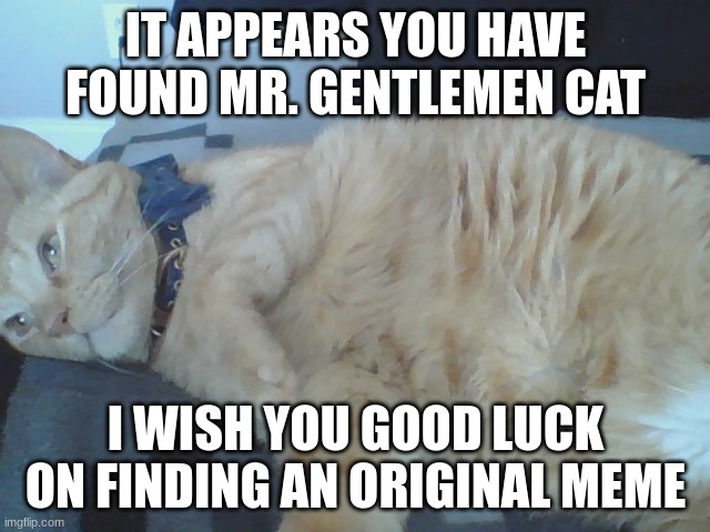 Big fat cat | IT APPEARS YOU HAVE FOUND MR. GENTLEMEN CAT; I WISH YOU GOOD LUCK ON FINDING AN ORIGINAL MEME | image tagged in big fat cat | made w/ Imgflip meme maker