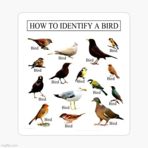 They are all birds | image tagged in bird memes,birds,bird id | made w/ Imgflip meme maker