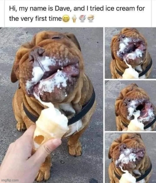 First time trying ice-cream! | image tagged in dogs,wholesome,repost,ice cream,memes,wholesome content | made w/ Imgflip meme maker