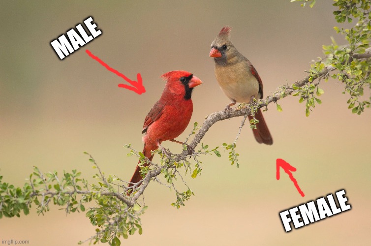 The difference between male and female cardinals | MALE; FEMALE | image tagged in the males are much prettier than the femals,but with humans that is usually the opposite,wonder why | made w/ Imgflip meme maker